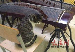 小猫老弟爆料视频,幕后真相大曝光！