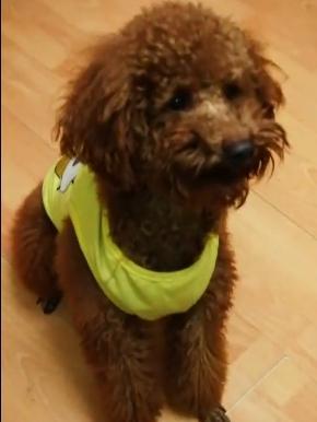 爆料泰迪是谁说的话视频,网络爆料视频背后的惊人真相 第2张 爆料泰迪是谁说的话视频,网络爆料视频背后的惊人真相 第2张